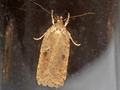 Agonopterix yeatiana